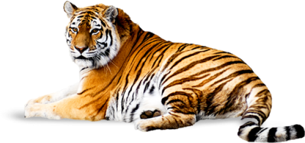 Tiger Png Free Download - Tiger Png (600x277), Png Download