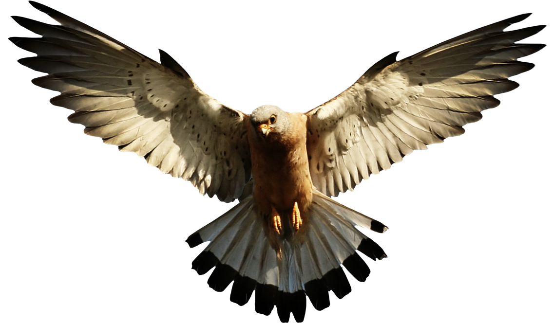 Eagle Wings Design - Eagle Png (1508x1024), Png Download