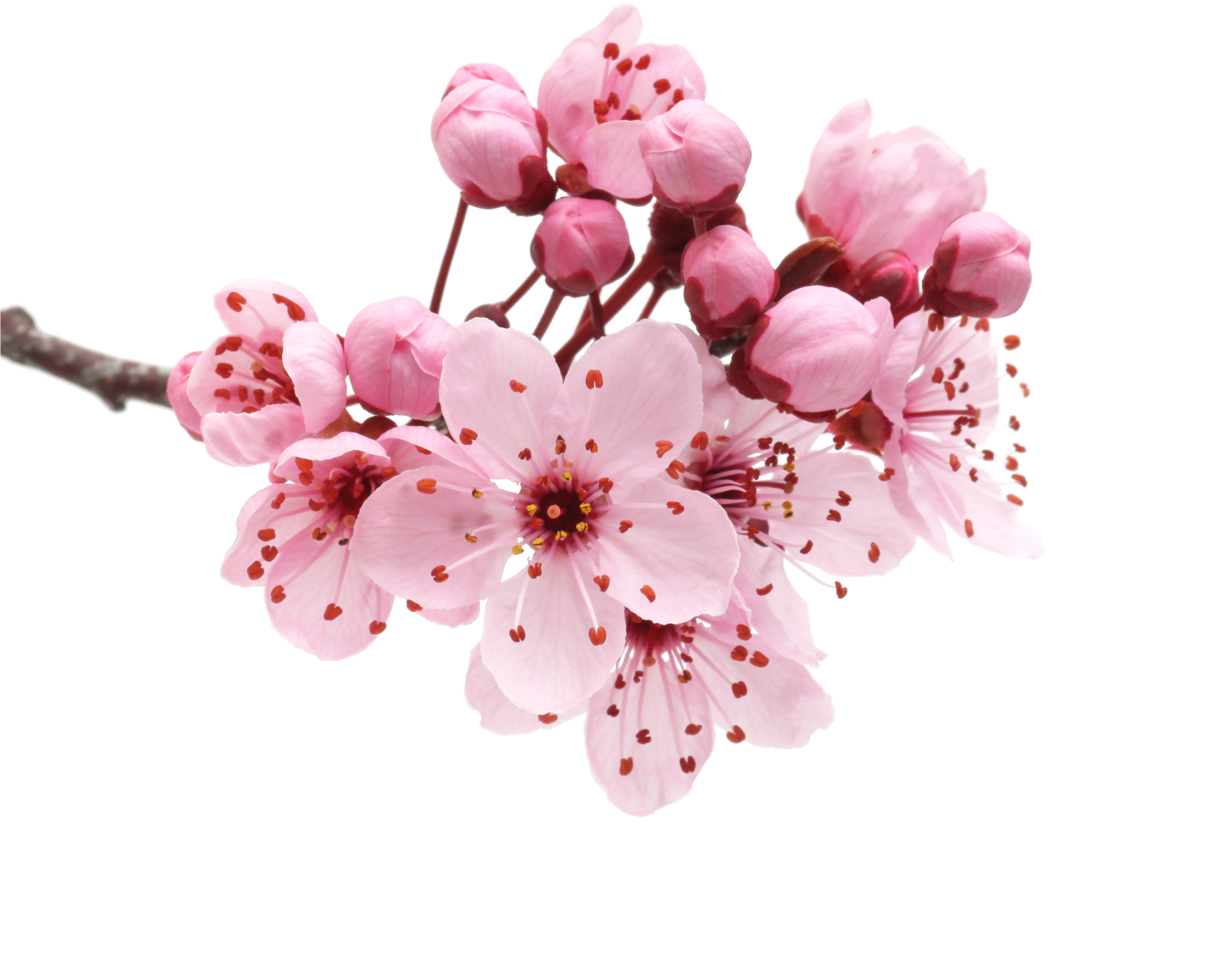 Japanese Flowering Cherry Png Transparent - El Don Supremo By Paulo Coelho (2714x2714), Png Download