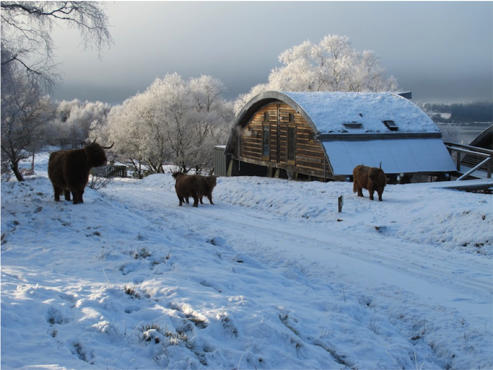 Cows In Snow - Snow (1352x744), Png Download