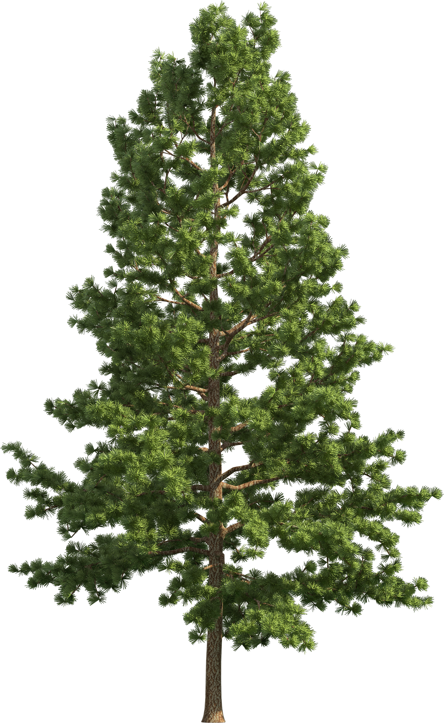 Pine Realistic Tree Png Clip Art - Pine Tree Png Free (1788x2781), Png Download