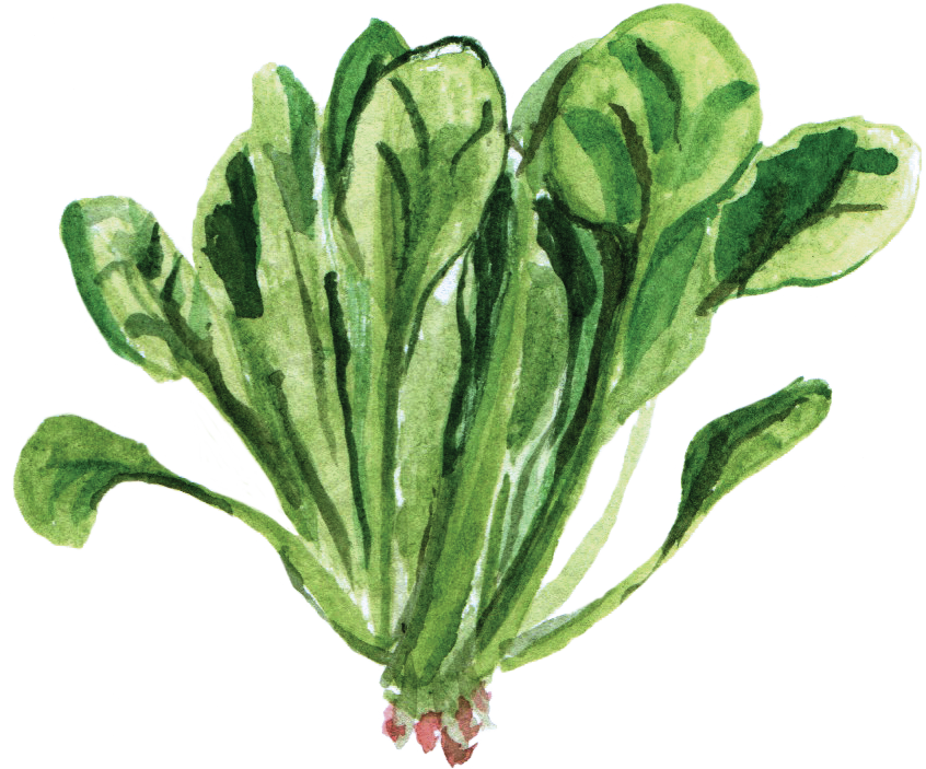 Watercolor Vegetables Png Picture Black And White Download - Watercolor Vegetable Garden Png (846x703), Png Download