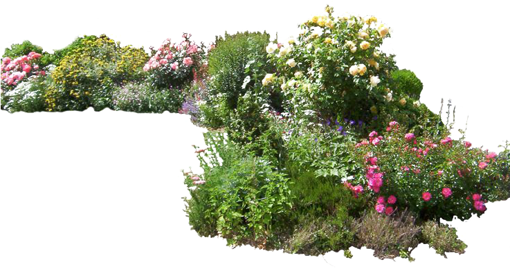 Plants Png Photo - Garden Png (736x555), Png Download