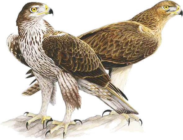 Bonelli's Eagle - Aquila Di Bonelli Sardegna (590x453), Png Download