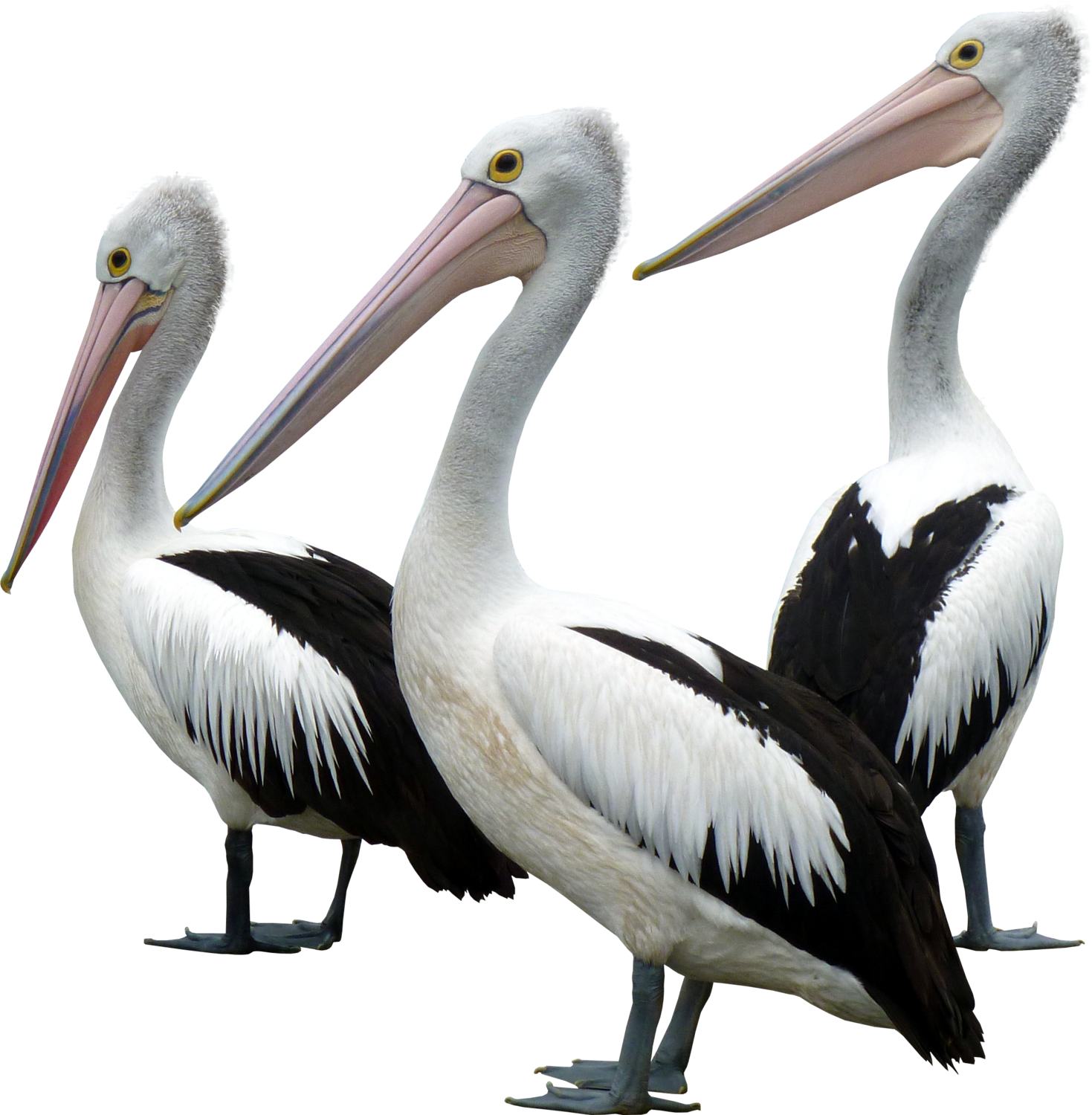 Ocean Birds Background Png - Ocean Bird Png (1469x1500), Png Download
