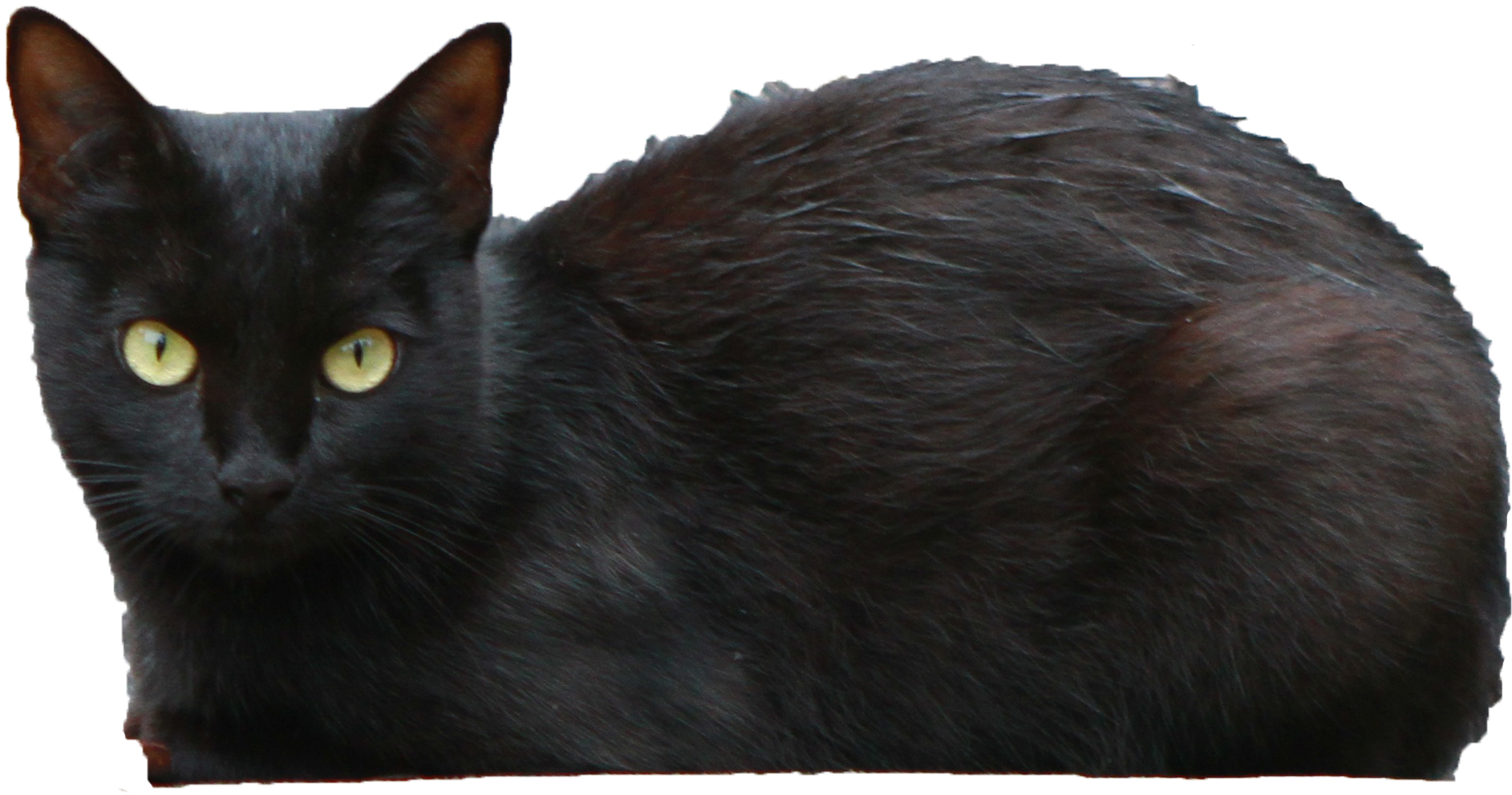 Transparent Cat (1898x990), Png Download