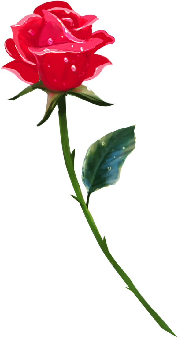 Single Rose Png Background Image - Single Rose Png (669x1194), Png Download