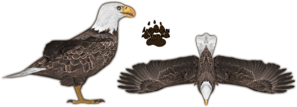 Bald Eagle - Zoo Tycoon 2 Bald Eagle (1024x388), Png Download