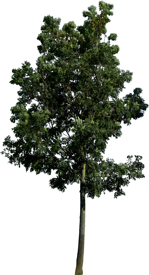 If You Use This File, Credit And Link Me Please Link - Tree Png (600x1083), Png Download