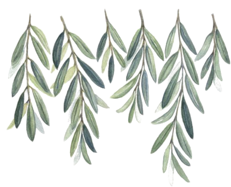 Watercolor Olive Branch Png - Free Watercolor Olive Branch (500x647), Png Download