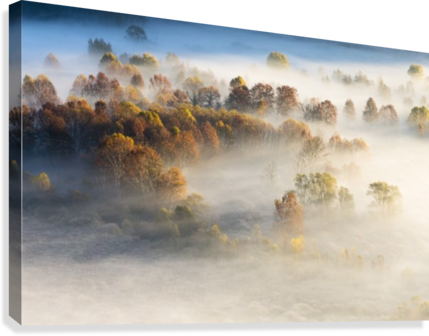 Trees In The Morning Mist Canvas Print - Painting (429x336), Png Download