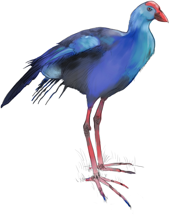 Purple Swamphen - Purple Gallinule (614x739), Png Download