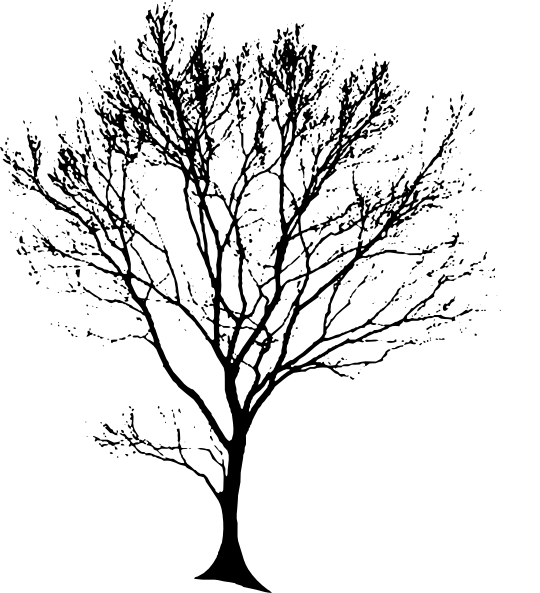 Tree Trunk Line Drawing At Getdrawings - Tree Line Drawing Png (540x593), Png Download
