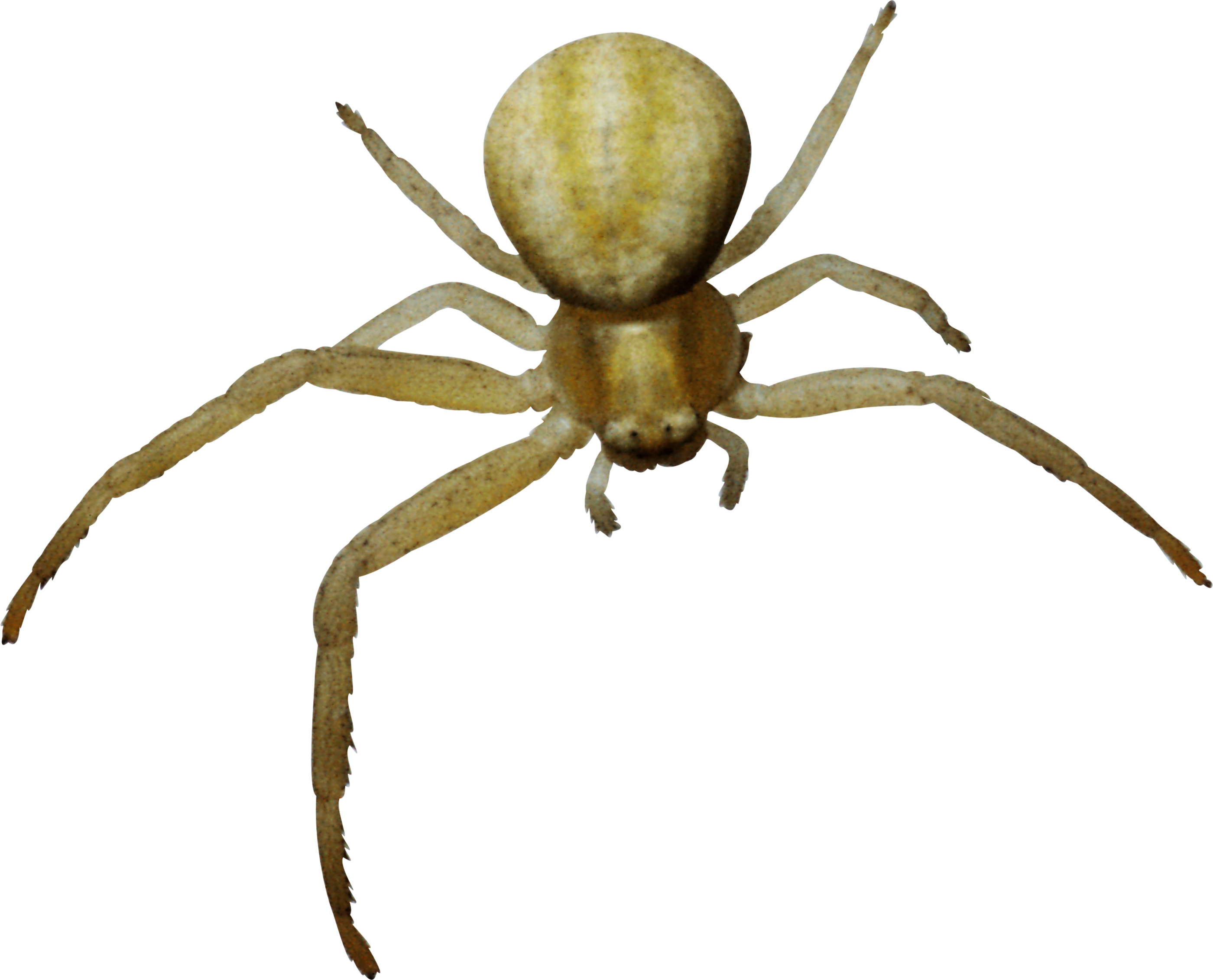 Паук Пнг (2800x2262), Png Download