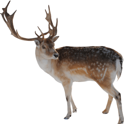 Reindeer Looking - Reindeer Png (400x400), Png Download