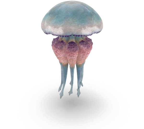 Jellyfish Free Png Image - Jellyfish (600x600), Png Download