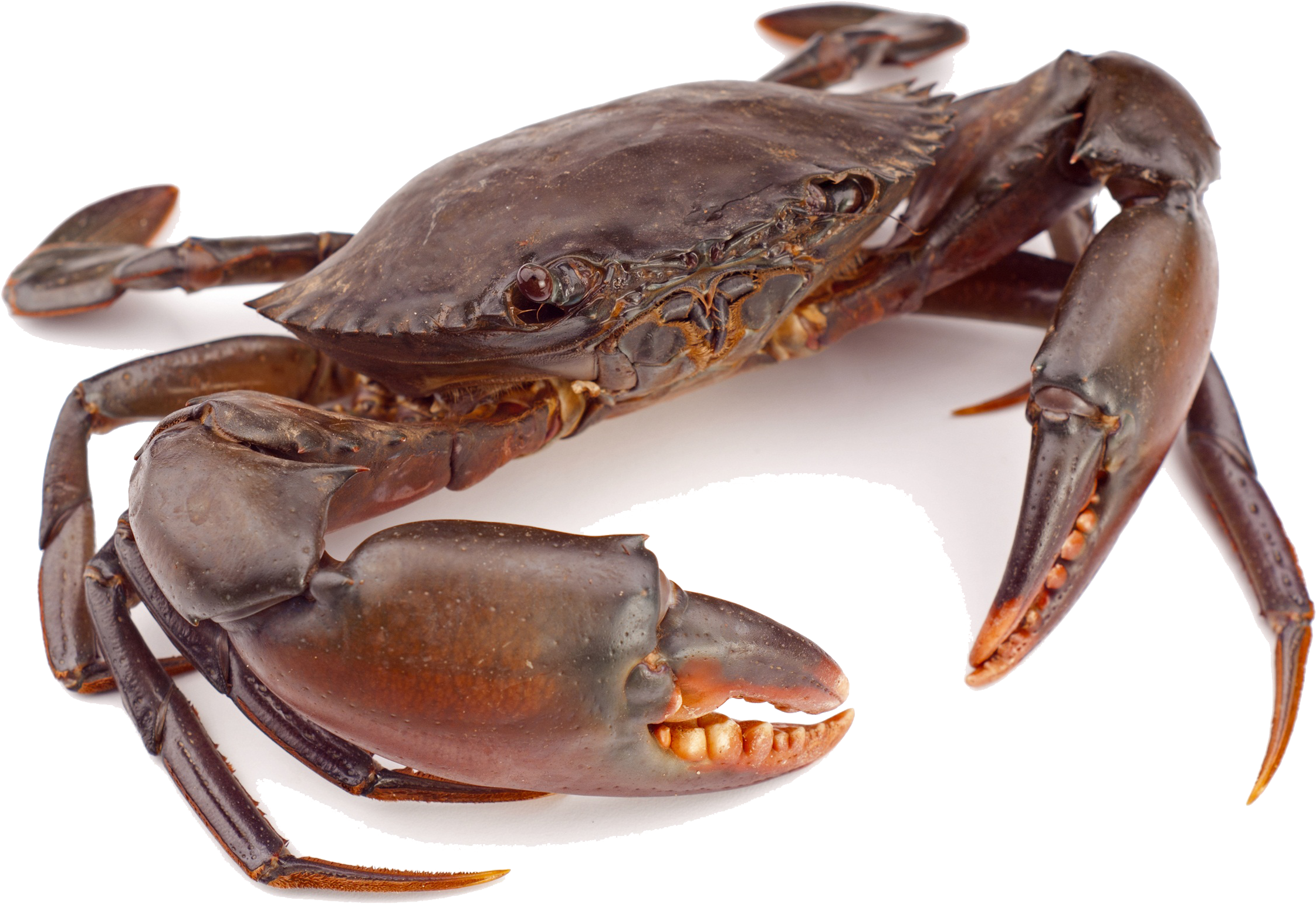 Crab Png Clipart - Crab Png (2710x1814), Png Download
