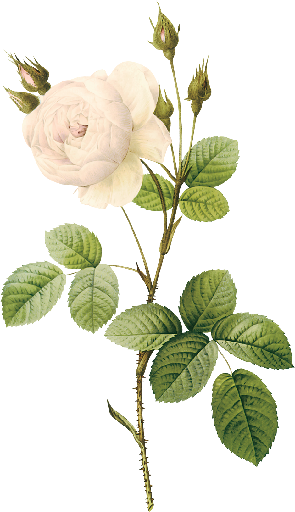 White Rose Png Image, Flower White Rose Png Picture - White Flower Illustration Png (1000x1710), Png Download