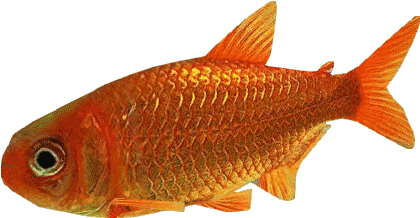 Goldfish Dutch Designs - Wiki (419x419), Png Download