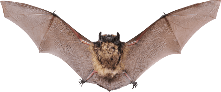 Free Png Bat Png Images Transparent - Alberta Bats (850x354), Png Download
