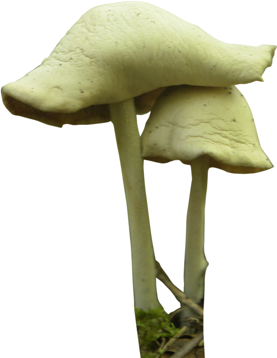 Free Icons Png - Mushroom Png (600x746), Png Download