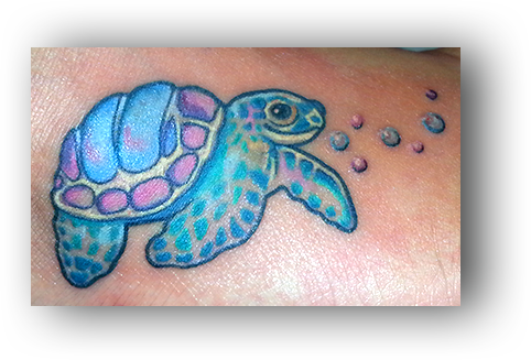 Green Sea Turtle (482x327), Png Download
