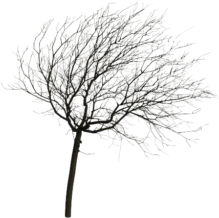 Oak (631x561), Png Download