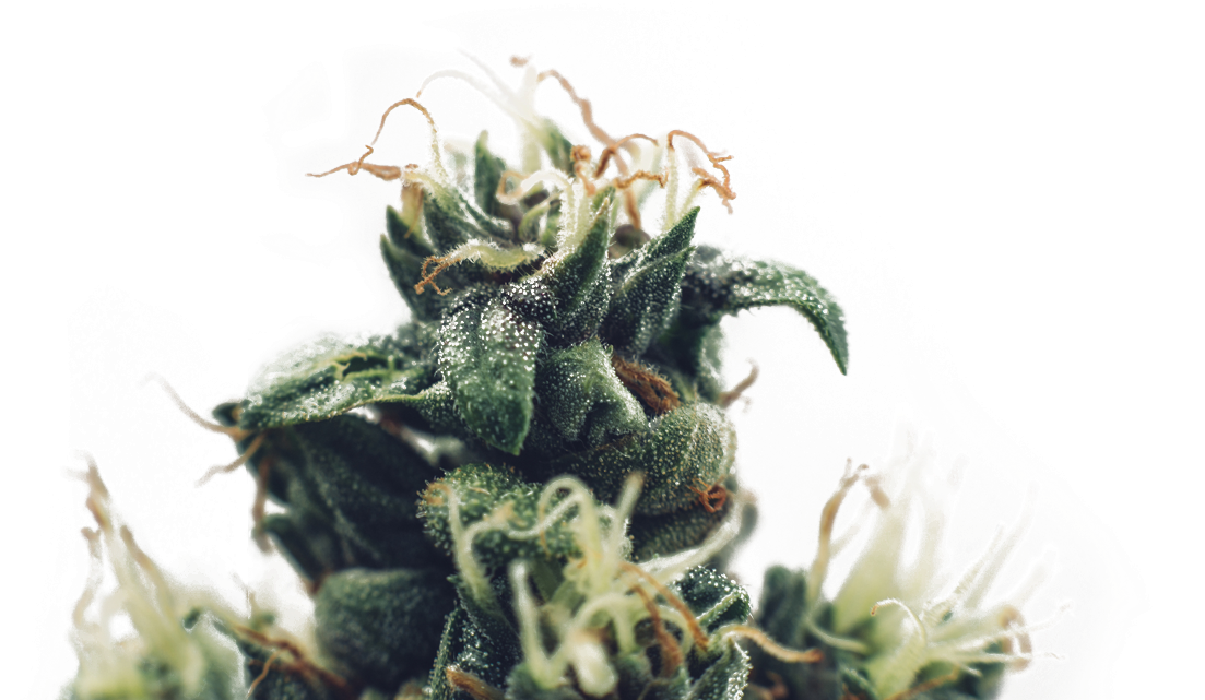 Weed Leaf Png - Cannabis (1180x640), Png Download