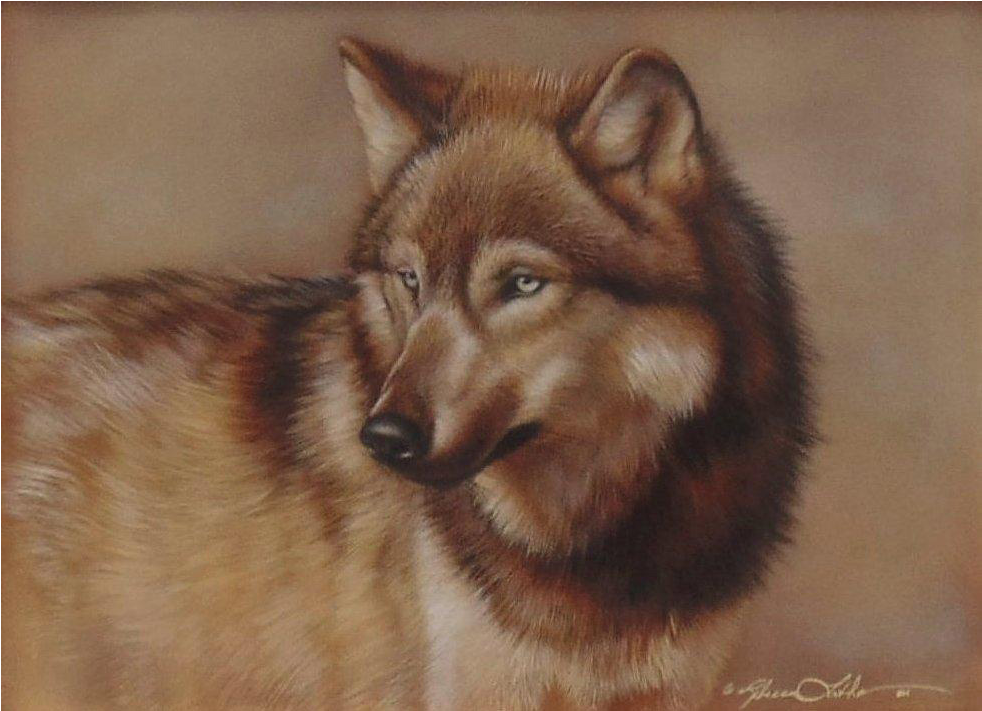 Caught His Eye Wolf, Original Watercolor Painting By - Watercolor Painting (981x981), Png Download