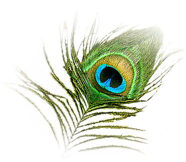Hd Peacock Image - Peacock Feather Logo Png (1200x800), Png Download