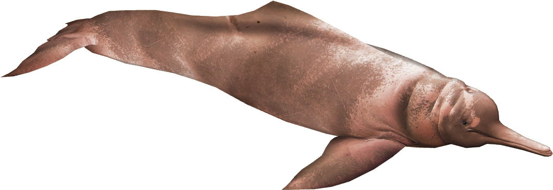 Araguaian River Dolphin 2 - Araguaian River Dolphin (1077x1077), Png Download