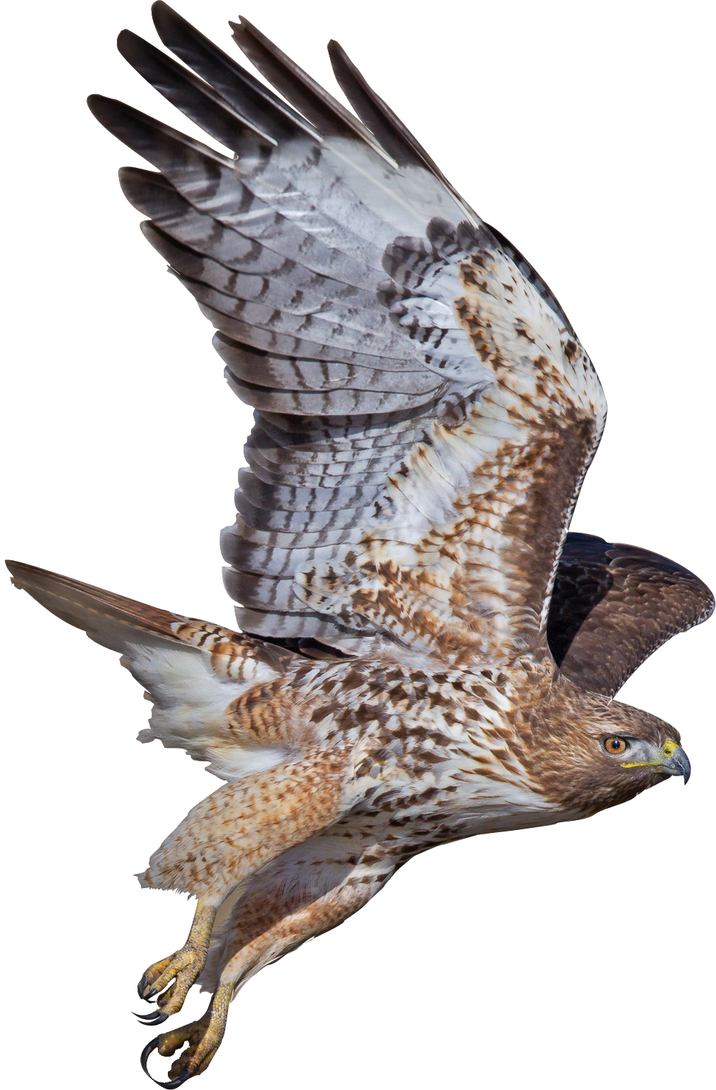 Png Coopers Hawk Picture Black And White (1011x1539), Png Download