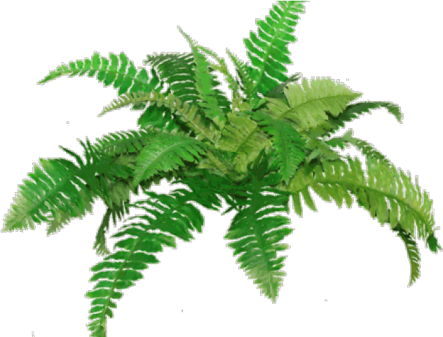 Free On Dumielauxepices Net Transparent Background - Fern Clip Art (640x480), Png Download