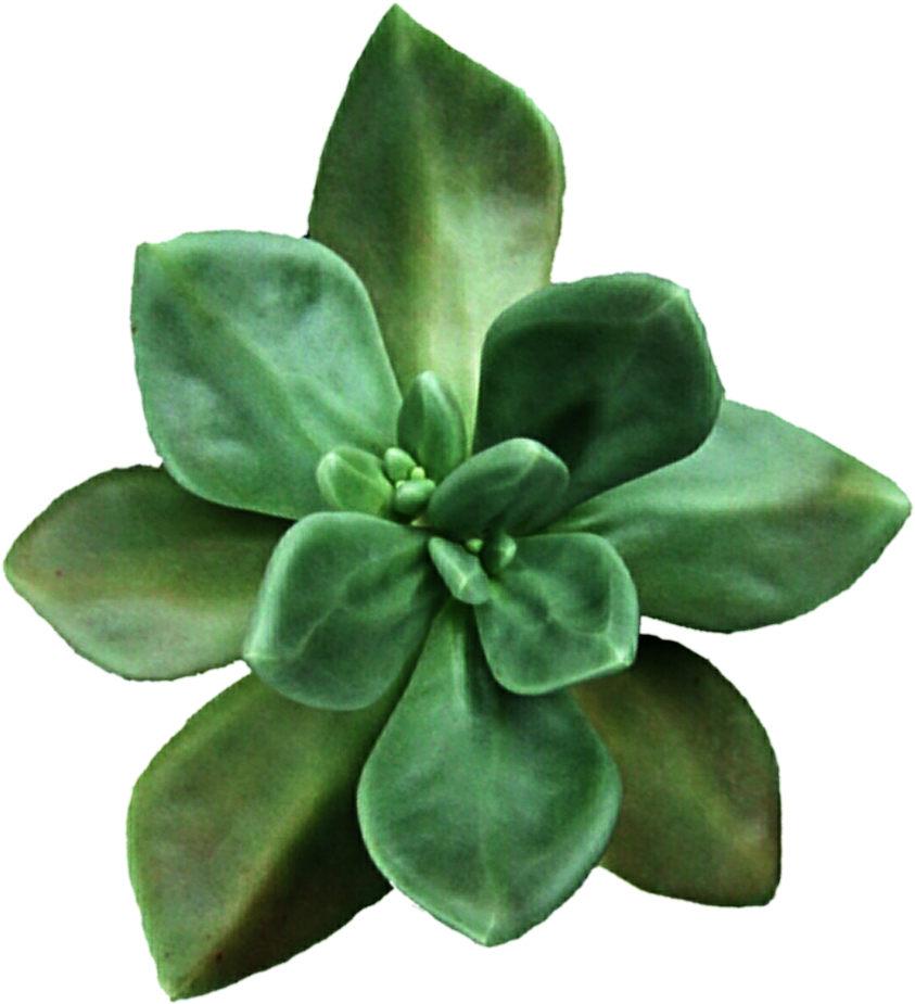 Clipart Black And White Library Moss Green By Jeanicebartzen - Transparent Background Succulent Clip Art (852x938), Png Download