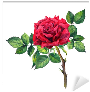 Red Rose Flower - Plant Stem (400x400), Png Download