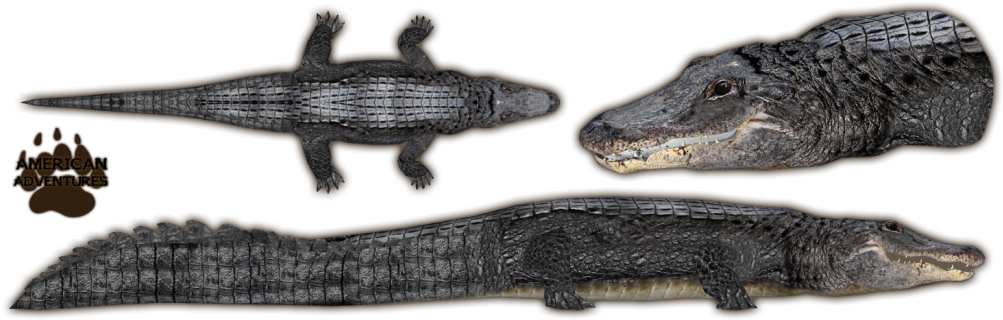 American Alligator - Zoo Tycoon 2 Alligator (1024x342), Png Download