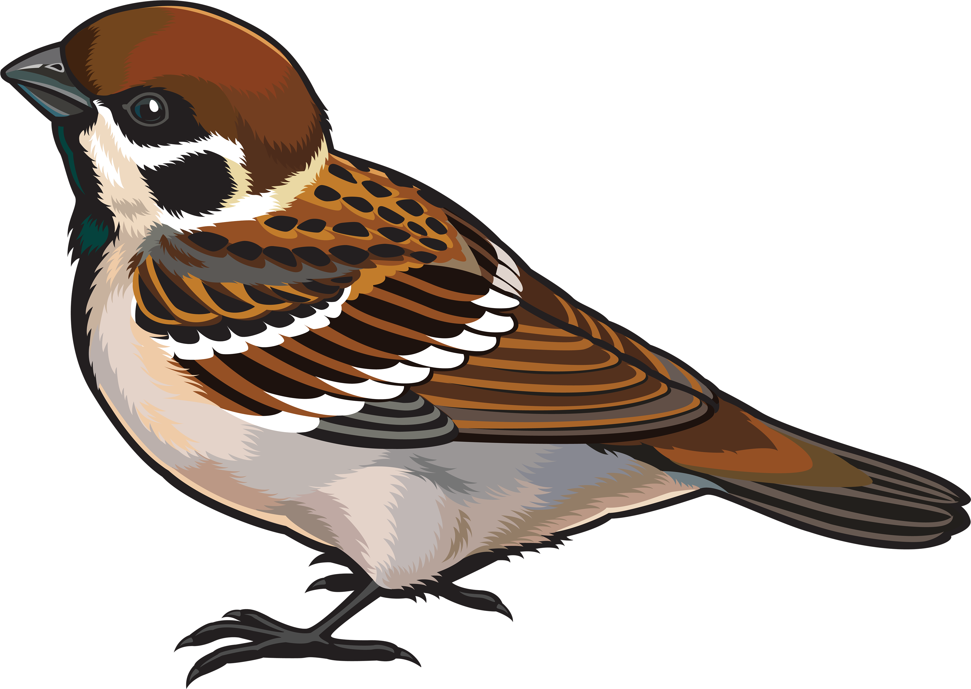 Sparrow Png Images Free Download Download - Clipart Image Of Sparrow (4000x2882), Png Download