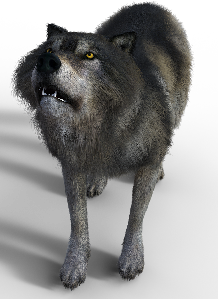 Wolf Predator Pack Animal - Stock.xchng (880x1280), Png Download