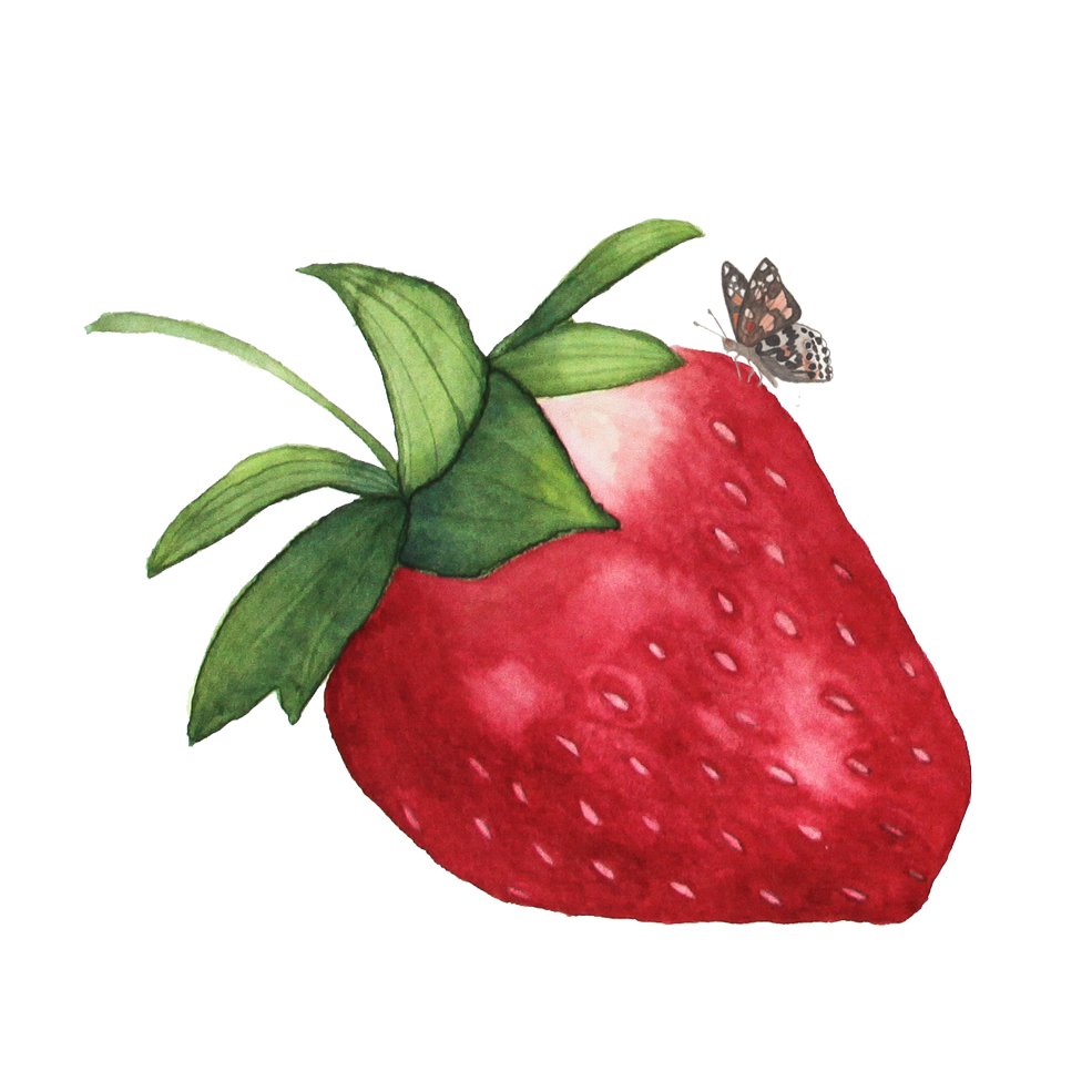 My Giant Strawberry, Strawberry Illustration, Butterfly, - Watercolor Strawberry Png (1000x1000), Png Download