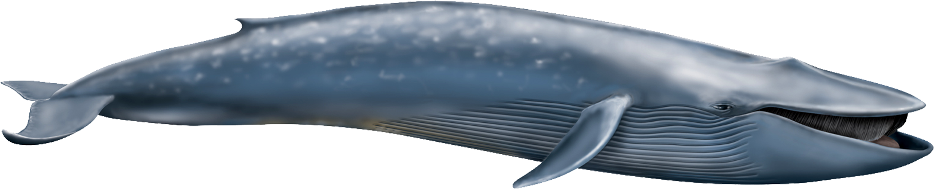 Whale Png - Shastasaurus Vs Blue Whale (1866x467), Png Download