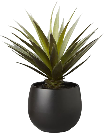 Succulent Black Pot Png (350x460), Png Download