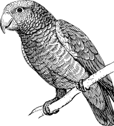Clipart Freeuse Stock How To Draw A Parrot Art Instructions - Parrot Bird Black And White (370x410), Png Download