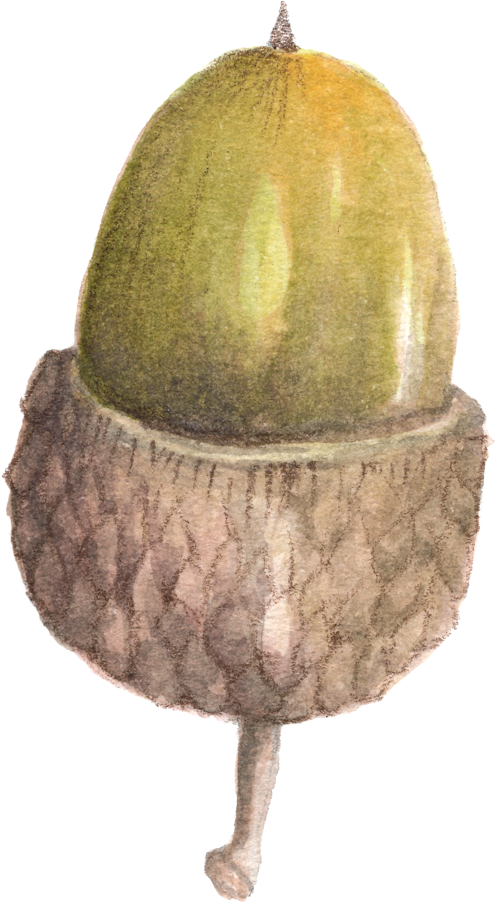 Nutty Water Color Son Is A Lovely Png - Portable Network Graphics (1013x1855), Png Download