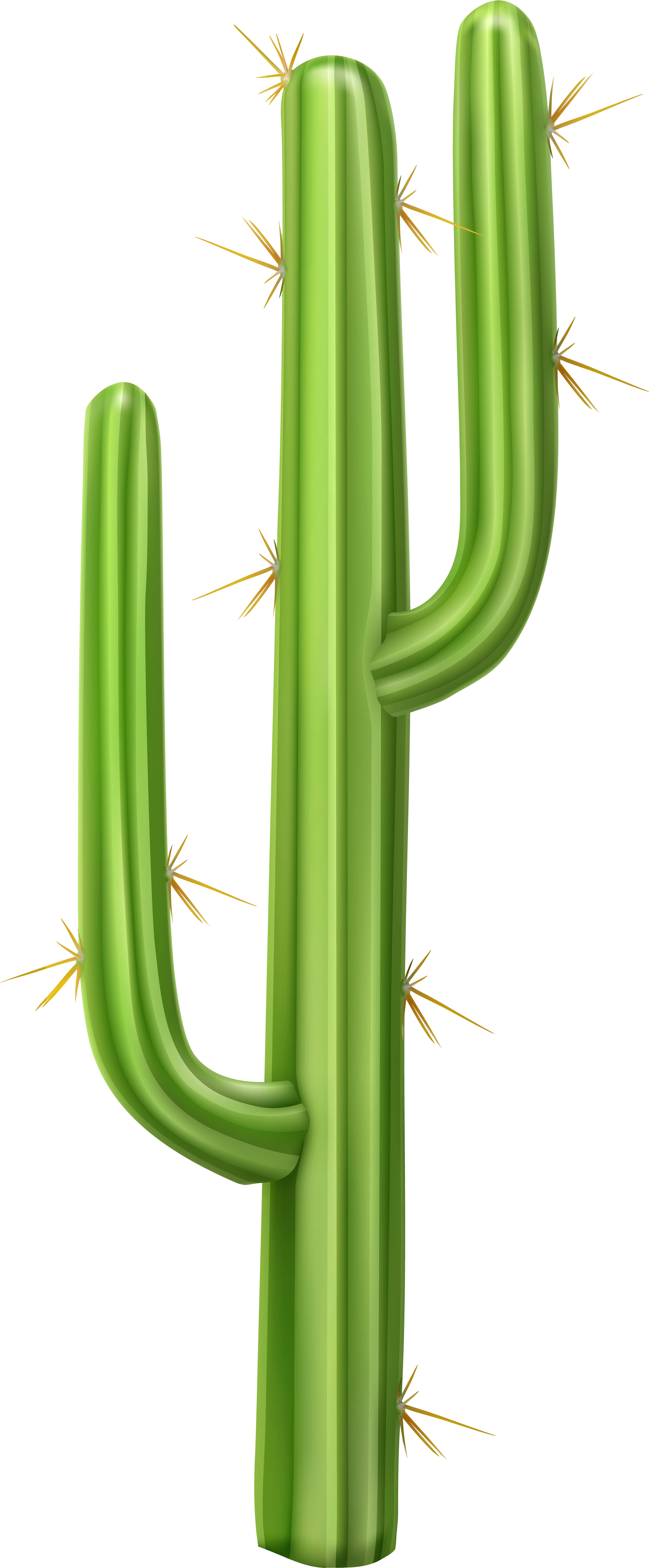 Transparent Cactus Png (3259x8000), Png Download