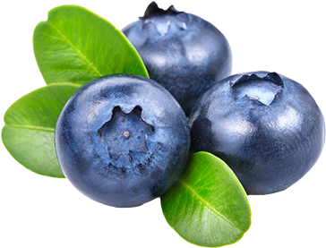 Blueberries Png (478x276), Png Download