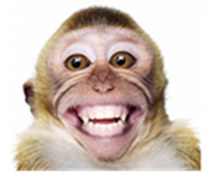 Download Boots The Monkey - Smiling Monkey - Full Size PNG Image - PNGkit