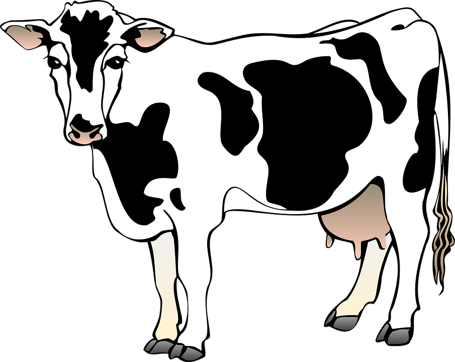 Dairy Cow Clip Art At Clker - Clipart Of A Cow (600x477), Png Download