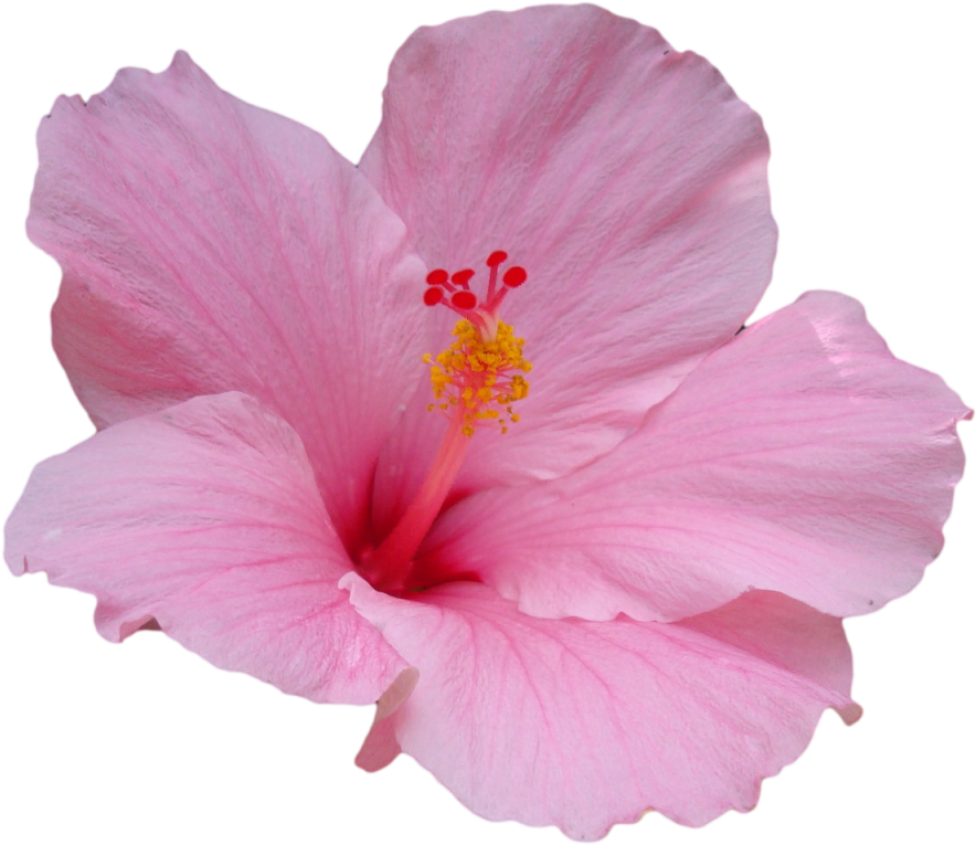 Pink Transpa And Hibiscus Flower Emoji Png Clipart - Pink Hibiscus Flower Png (500x375), Png Download
