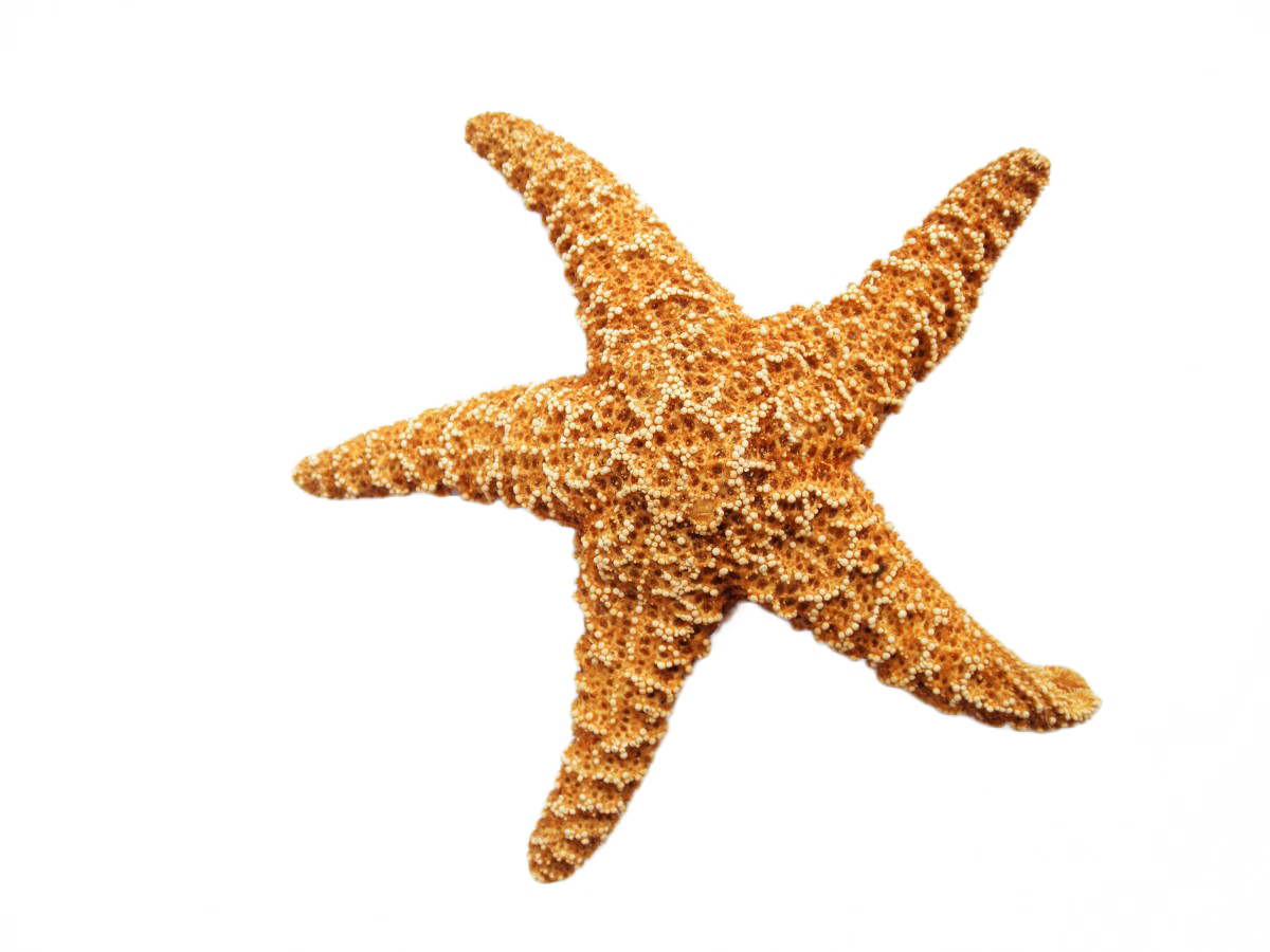 Starfish Dried Png Image - Advances In Natural Products Discovery (1200x900), Png Download