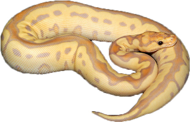 Bananaclown - Serpent (700x465), Png Download